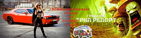 прущие грибы Горняк